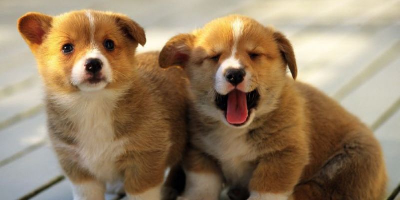 Mơ Thấy Chó Đánh Con Gì? Đi Tìm Các Đáp Án Chính Xác Nhất 4 Chiêm bao thấy cún con là một điềm lành